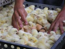 DAY OLD  LAYER  CHICKS,  EGG   LAYER S, BROILER  EGG S