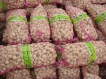 Dutch Garlic