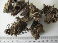 Chinese Black cohosh