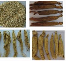 Chinese ginseng