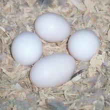 Bird Items, Best Prices