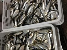 frozen sardine  loaded 
