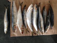 frozen IQF SARDINE