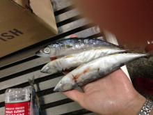 14-16pcs/kg mackerel coming