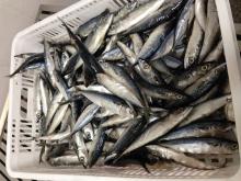 mackerel coming 30th April 2014