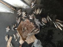 Frozen Small size sardine