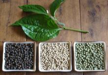 Vietnam black pepper, white pepper new crop 2014