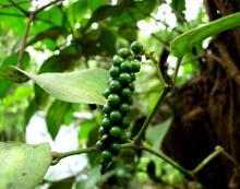 black pepper vietnam origin various kind