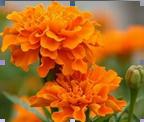 lutein