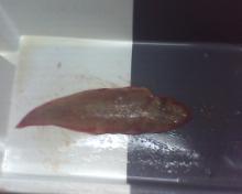 frozen Tonguesole (sole fish)