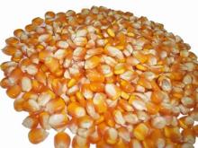 White and  Yellow   Corn / Maize  GRADE 1