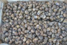Hibernated Snails Helix  Aspersa 