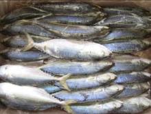 Indian Mackerel