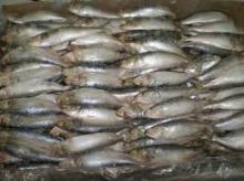 Sardine Fish