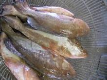 grouper fish