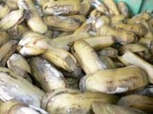 frozen razor clams i