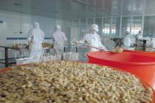 Perennial supply of pickled  ginger ,Salty  ginger , Sushi   ginger 