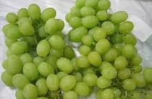 Thompson Seedless Sweet Fresh Grapes