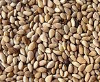 Sesame seeds