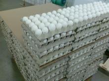 Fresh White Chicken Eggs