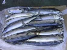  frozen  horse mackerel  fish 