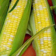 White and Yellow Corn/Maize GRADE 1