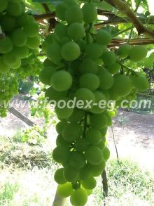  Superior   Grape s