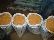 yellow corn for  animal   feed 
