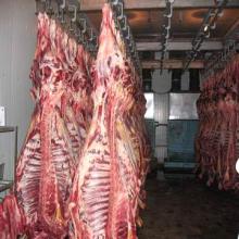 Frozen  Halal   Beef 