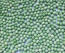  IQF   Green  Pea
