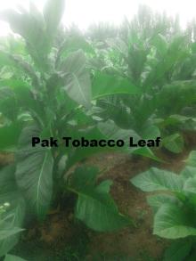 The Present Situation Of Tobacco Plants in Pakistan