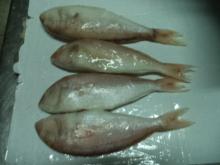 Threadfin bream fish (duyen.gmf)