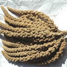 Yellow Millet