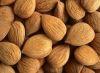 Apricot Kernel