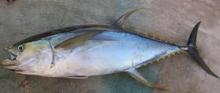 Frozen Yellowfin  tuna  whole round