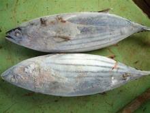 Frozen Skipjack whole round