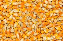 Yello corn
