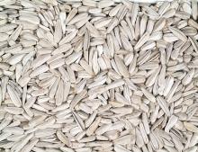  White   Sunflower   seeds 