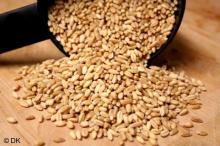 Quality wheat