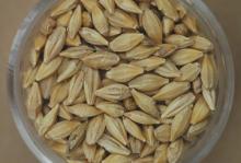 Quality Barley for export