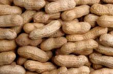 Peanut in shell