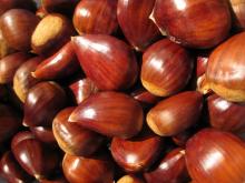 2014 Organic Raw Chestnut Wholesale