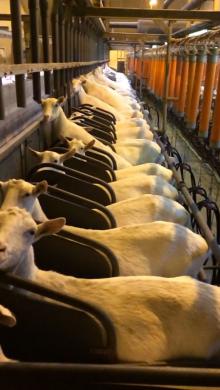 Milking Goat