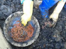 marine worm, marine lure, marine bait, live marine worm