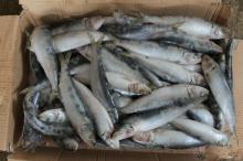 Frozen Sardine 20-30pcs/kg small size