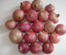 Fresh Red Onion