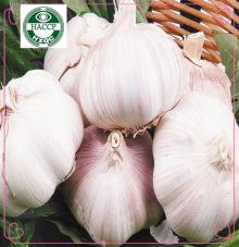 garlic extract allicin powder