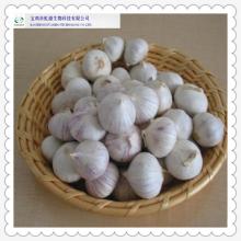 Garlic Extract of high quality allicin