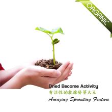 Certified Organic DRIED & germinated soybean 2014 (alive)