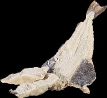  Dried   Salted   Cod   Fish 